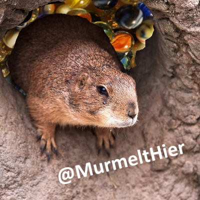 MurmeltHier
