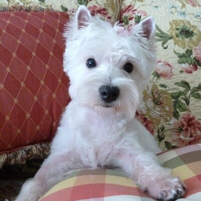 Westie_Girl@mstdn.social