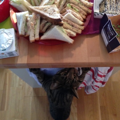 davidpurcell's avatar