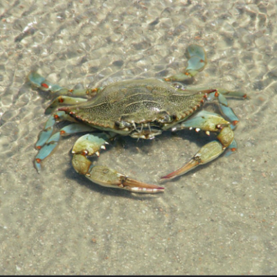 Compassionate Crab