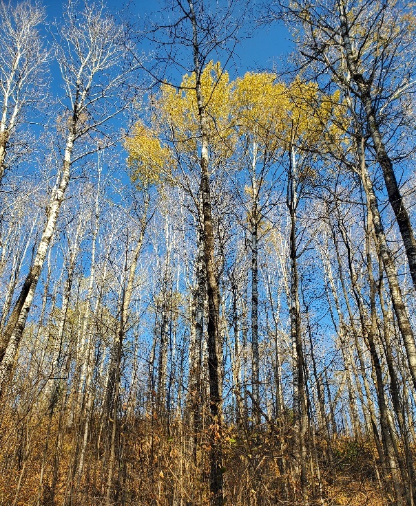 feznander's profile header