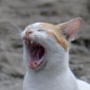 dino's avatar