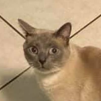 alwaysadorecats's avatar