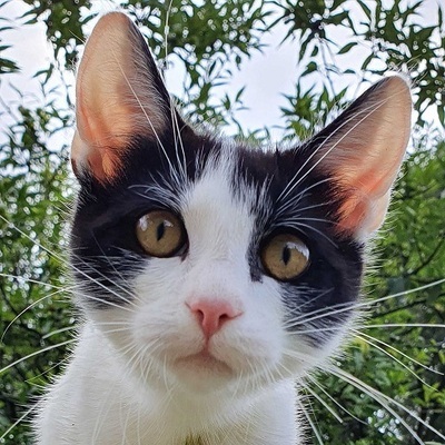 patak's avatar