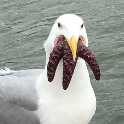 dgraf's avatar