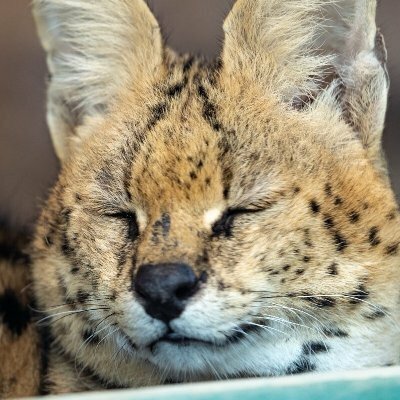 Serval Every Hour!