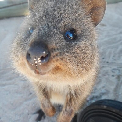 Quokka's avatar