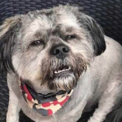 radicalfaery's avatar