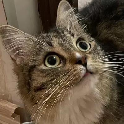 nova's avatar