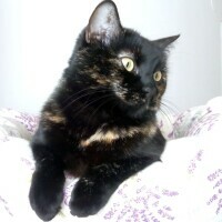 isidorogv's avatar