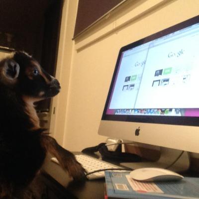 SarraceniaWilds's avatar