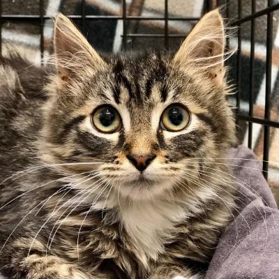 Christinecats's avatar