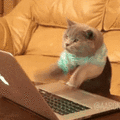 primahoor's avatar