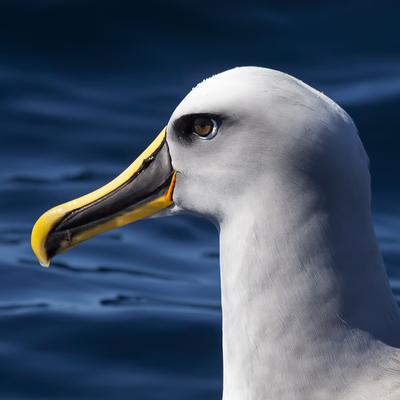 Albatrossity's avatar