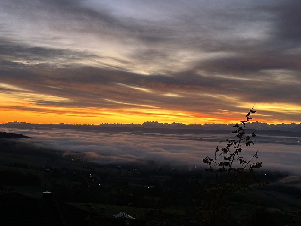 evelynefoerster's profile header