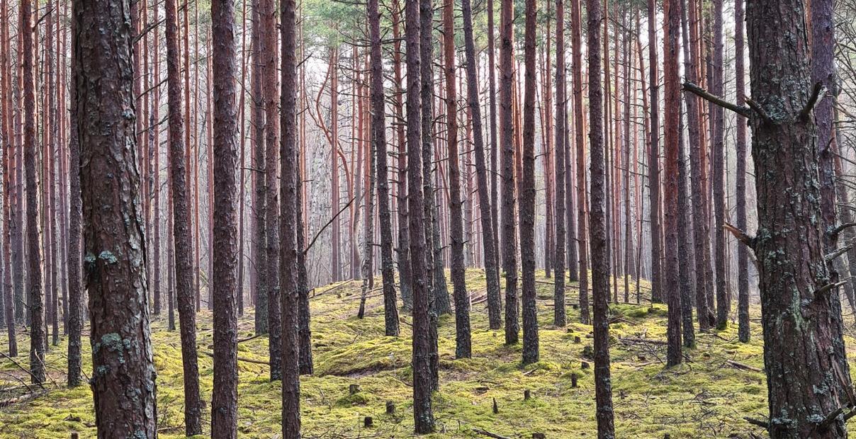 WindOfChange's profile header