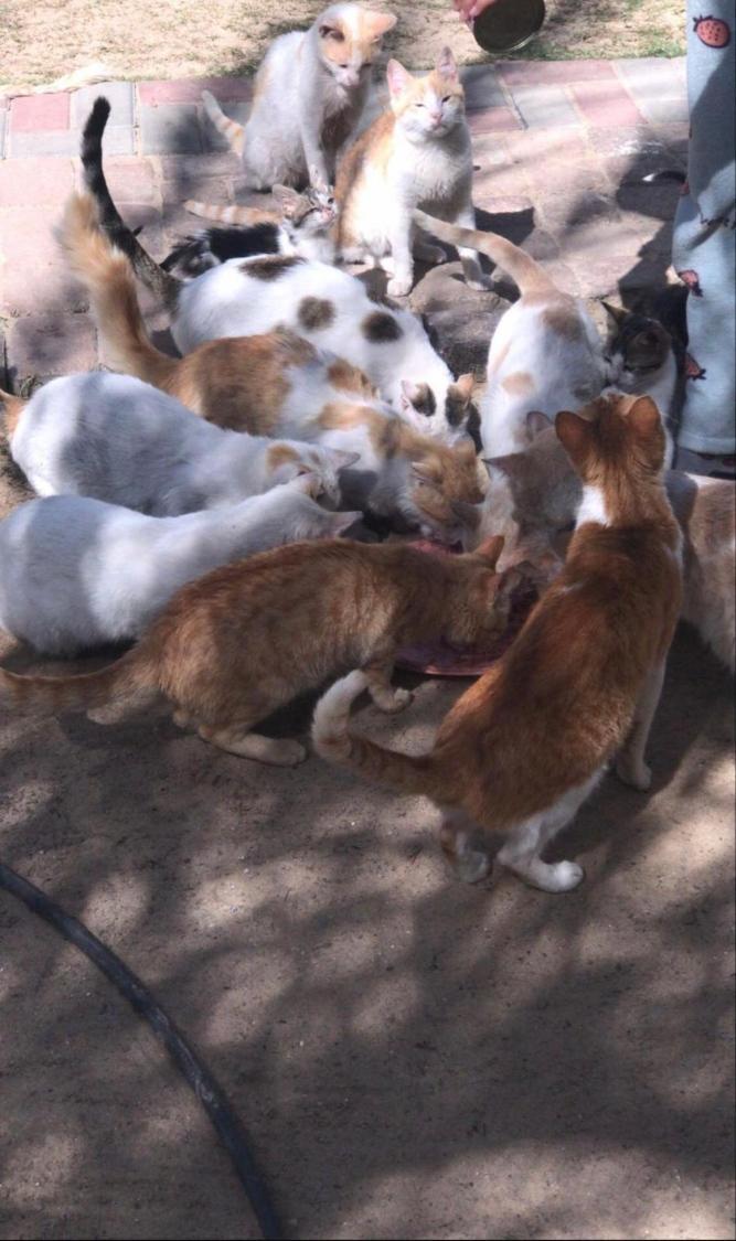 save_tocat199's profile header