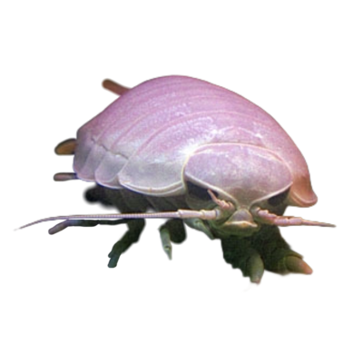 :isopod3: