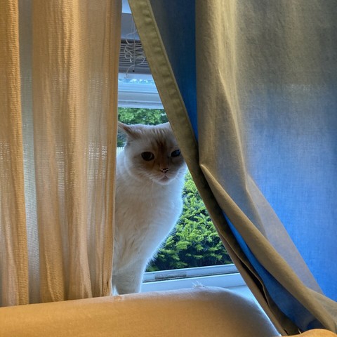 A flamepoint Siamese cat sitting in a window and partially obscured by the curtain.