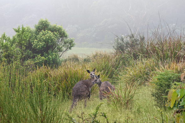 Kangaroos in the mist, near Cape Volney, Great Ocean Walk, Victroria, Australia. A pair of kangaroos are looking toweard the camera. They are standing in tall grass, framed by teetrees and other native shrubs. The fur of the kangaroos is matted with rain-water due to the constant rain of the morning. The background is a wall of grey mist and indistinct shapes of gumtrees.