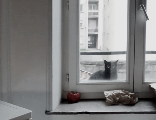 Kitten looking through the window