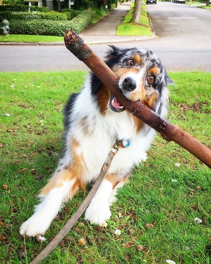 An Australian Shepherd struggles as he tries to wrangle an enormous stick in his mouth. He's leaning to one side with the weight of the stick, and his eyes are all wonky as if expressing his surprise that the stick is not within his control.