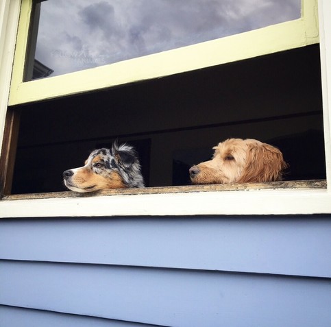 Taken from the outside of a house, two dogs are poking their heads out of the open window (no screen). Only their heads are visible, both pointing in the same direction (off to the left) as though clearly watching the same thing. Looks like they’re keeping tabs on the neighbors!