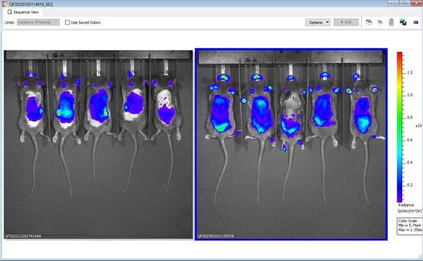 Mice are infected with a bacteria that causes Lyme disease and they are glowing wherever the bacteria has spread.