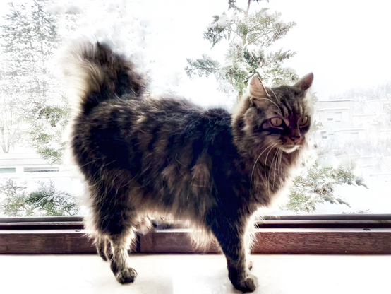 Cat walking on the window sill