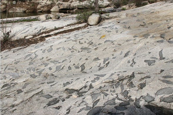Mafic magmatic enclave (dark S-shaped blobs) swarm parallel to the dominant foliation in the granodiorite.