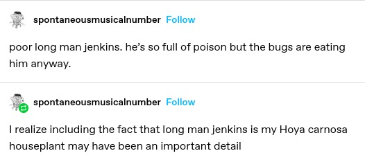 poor long man jenkins. he's so full of poison but the bugs are eating him anyway
(Self reblog) I realise including the fact that long man jenkins is my hoya carnosa houseplant may have been an important detail