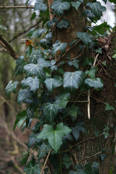 A digital colour photograph of an evergreen vine adorning a tree in the woods near my home