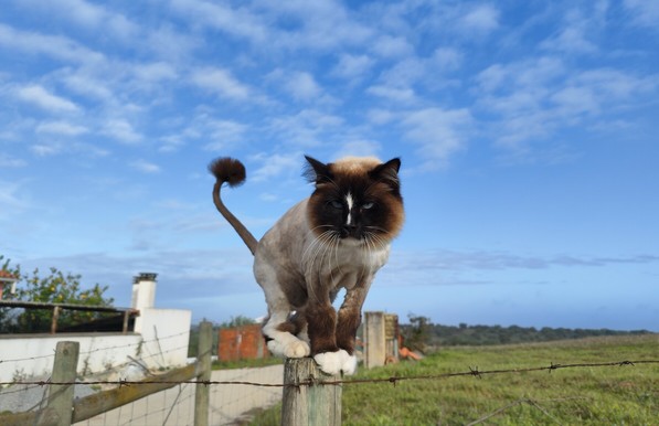 A groomed cat, showing off his tail