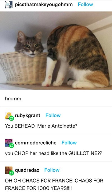 picsthatmakeyougohmm: A funny cat photo, which is presumably of two cats, but appears that it is one cat who has been beheaded, with its head in a basket.
rubyquant: You BEHEAD Marie Antoinette? 
commodorecliche:  you CHOP her head like the GUILLOTINE??
quadradaz: OH OH CHAOS FOR FRANCE! CHAOS FOR FRANCE FOR 1000 YEARS!!!!