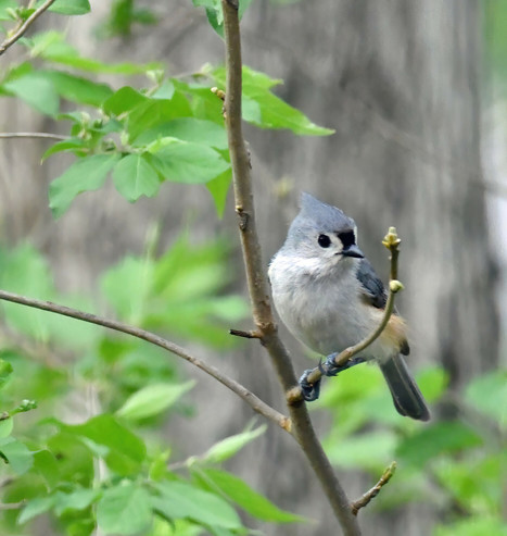 Tufted titmouse perched among the emerging leaves.