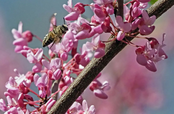 Red bud tree buds and a bee.
