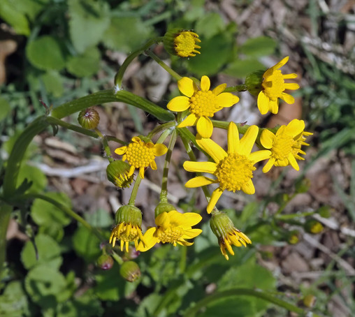 Yellow flowers. I think this is butterweed.