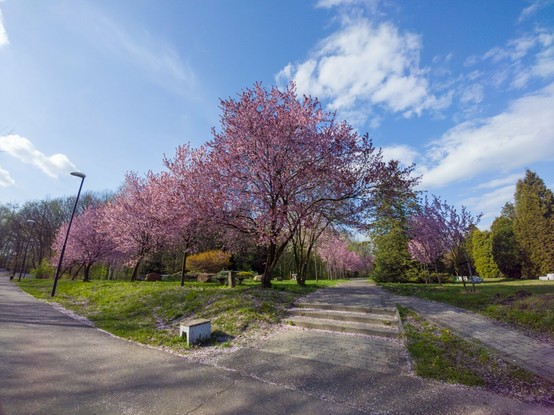 Two rowes of blooming trees, with pink flowers, rows are coming toegether in front of the camera, on 1st plan park pavement, then some grass and blue, a little bit cloudy sky