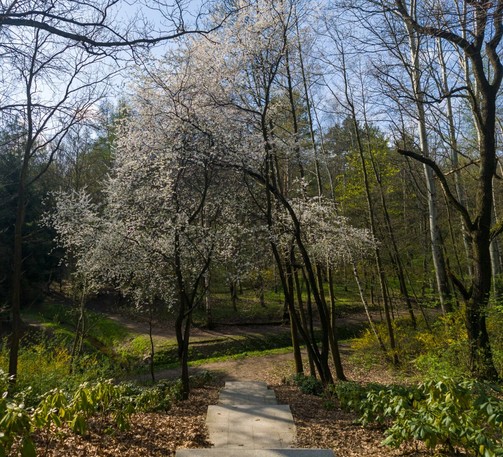On 1st plan stone stairs going down, then some blooming trees with white flowers, creating a corridor over the pathway, on sides grass and other, green trees, also a wellspring running in the middle from left to right