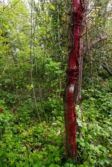 In a forest, a single tree trunk has red paint or other cokouring on it, and one white spot towards the middle.
