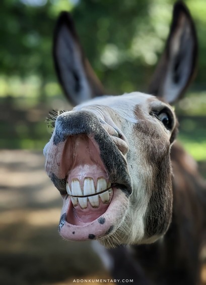 A close up of a brown and white donkey lifting his upper lip, showing his teeth which makes him look like he's smiling.