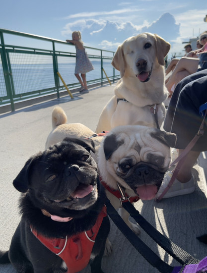 Three dogs (Gigi, a black pug; Calvin, a fawn pug; and Abby, a one-eyed yellow lab) smile at the camera as they enjoy a beautiful sunny day on a ferry to Seattle.