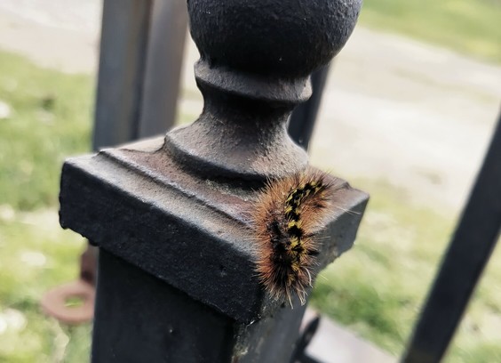 A wooly caterpillar exploring a wrought iron gate with greenery out of focus in the background. Just a fuzzy little guy.
