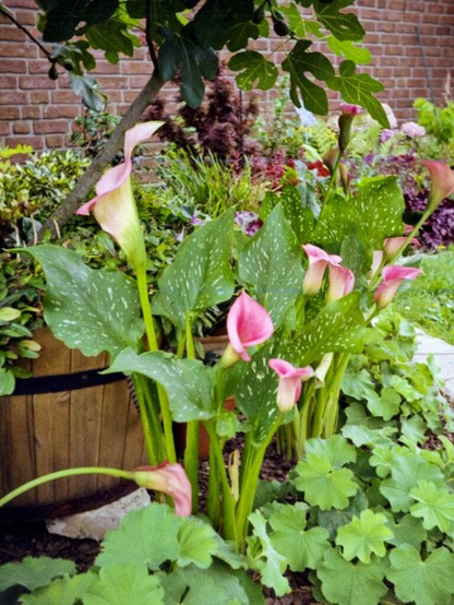 Color photo of some garden plants. There are purple Calla lillies, some Alchemilla and some fig leaves at the top of the frame.