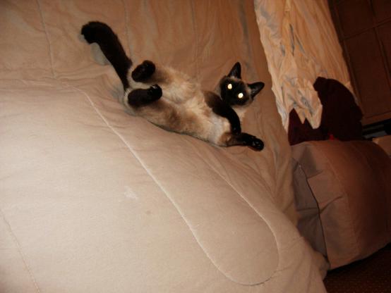 Image attached toot