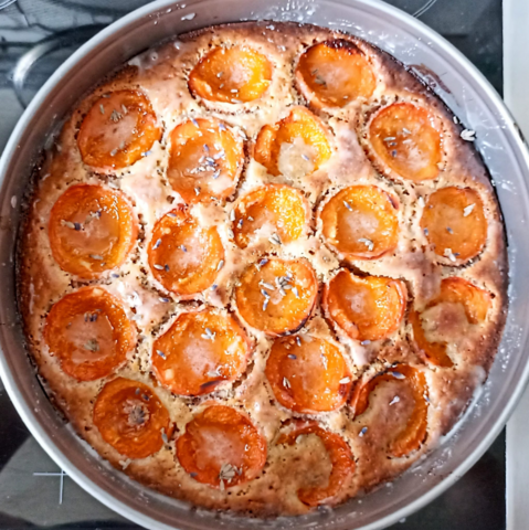 Ein Kuchen in einer Tortenform mit halben Aprikosen belegt.