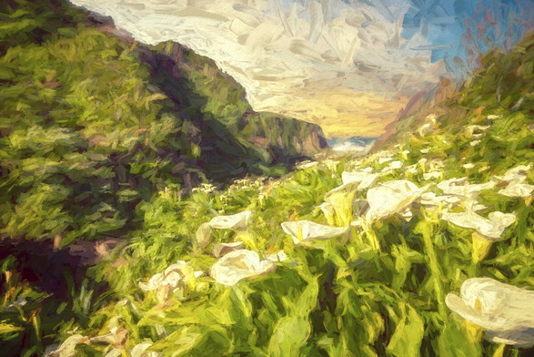 calla lily valley