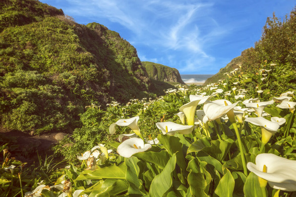 calla lily valley