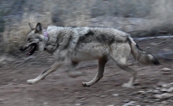 Image of Mexican gray wolf 2754, "Asha." Photo courtesy of FWS, with wolf running in enclosure pen prior to being released in June 2023.