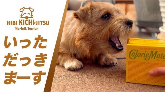 愛犬キチ と カロリーメイト【ノーフォークテリア  norfolkterrier  犬 dog caloriemate】
